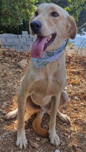 Adopter Gold
