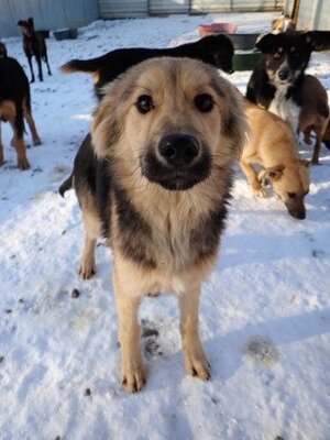 Adopter Goldy
