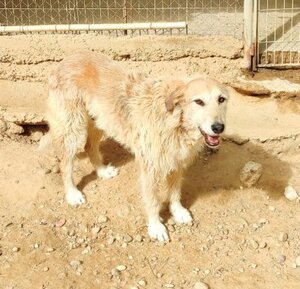 Adopter Gomez