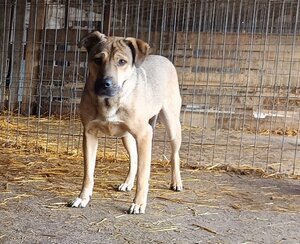 Adopter Gotham