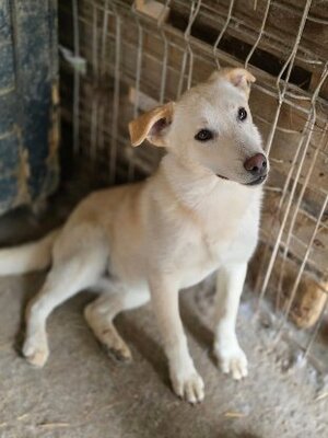 Adopter Greco