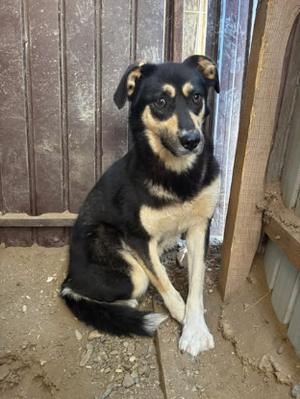Adopter Griotte