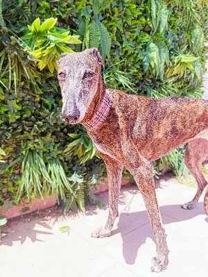 Adopter Guadalupe