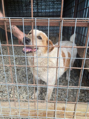 Adopter Guss