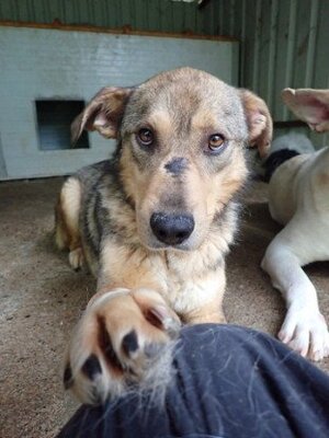 Adopter Guss