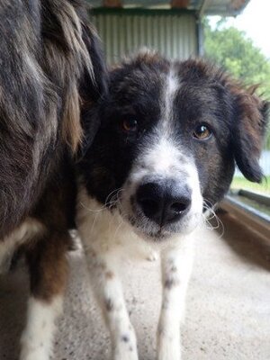 Adopter Gustave