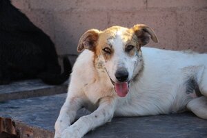 Adopter Hada