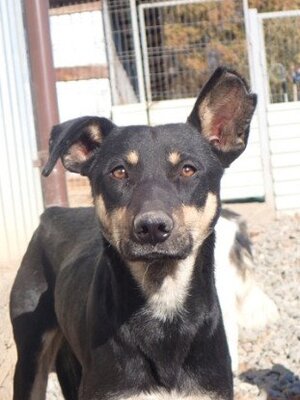 Adopter Hako