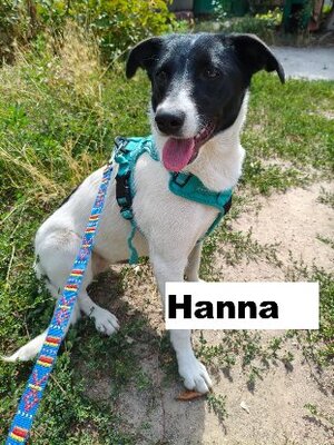 Adopter Hanna