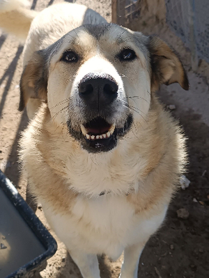 Adopter Hannah