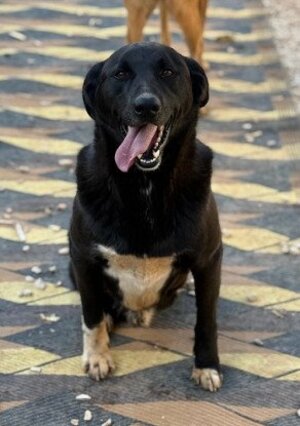 Adopter Happy