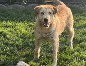 Adopter Hara