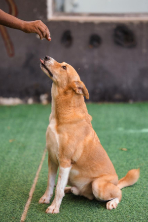 Adopter Hardy