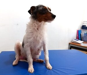 Adopter Harper