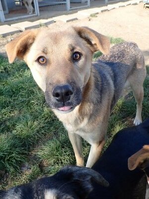 Adopter Harrison