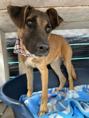 Adopter Haya