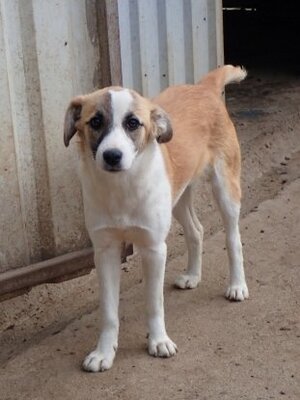 Adopter Helia