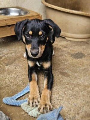 Adopter Helios