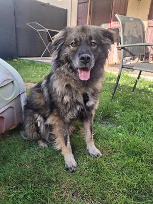 Adopter Helios