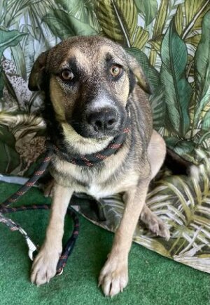 Adopter Hemera