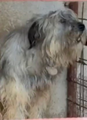Adopter Henrietta