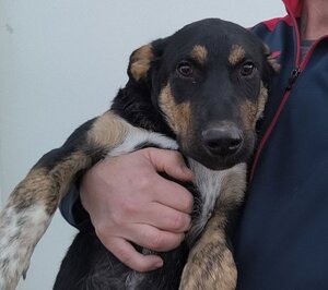 Adopter Hercules