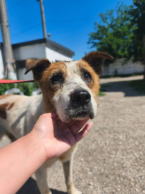 Adopter Hérold