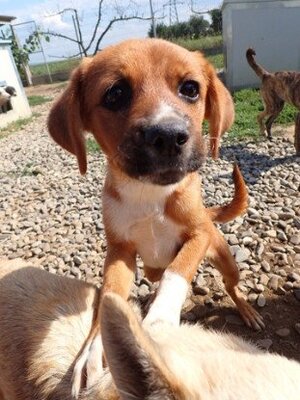 Adopter Hocus