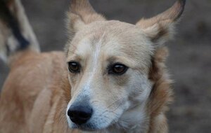Adopter Hope