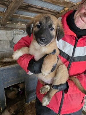 Adopter Hopi