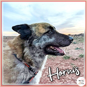 Adopter Hornis