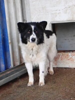 Adopter Houston