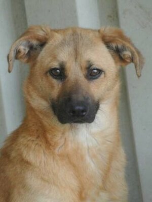 Adopter Howard