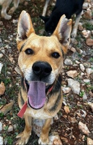 Adopter Hugo