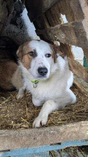 Adopter Idaho