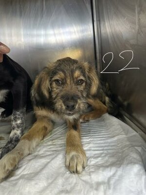 Adopter Igor