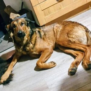 Adopter Iko
