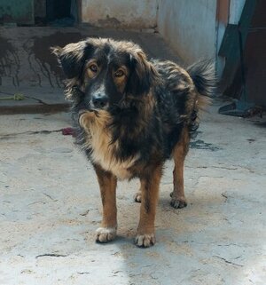 Adopter Ilde