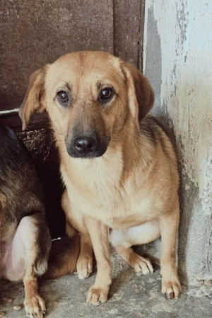 Adopter Indiana