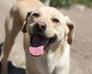 Adopter Iniko