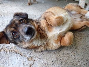 Adopter Irma