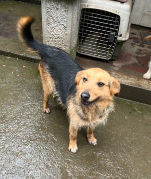 Adopter Issa