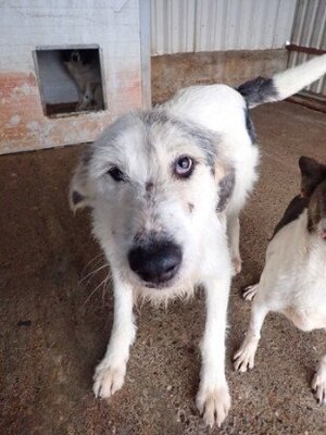 Adopter Issam