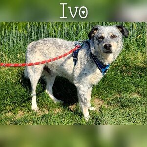 Adopter Ivo