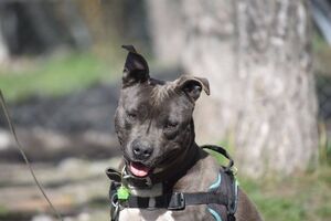 Adopter Jack