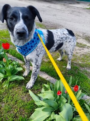 Adopter Jack