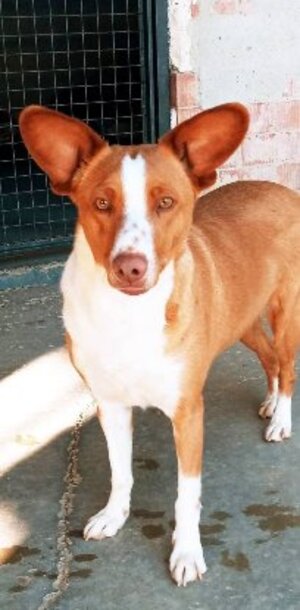 Adopter Jack