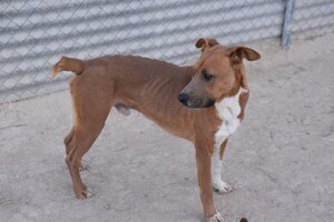 Adopter Jacki