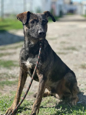 Adopter Jackpot