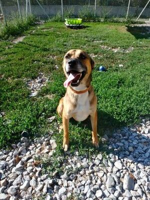 Adopter Jackpot